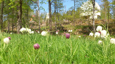 Liljor vid Kvistaberg.jpg